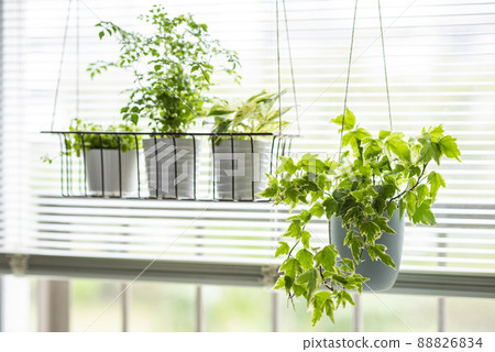 Ornamental plants Griffith's ash, Potos, Peperomia, Ivy Ornamental plants Griffith's ash, Potos, Peperomia, Ivy 88826834