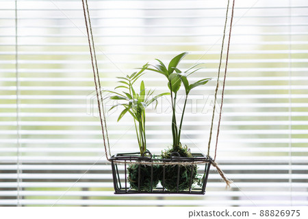 觀賞植物青苔球桌棕櫚鳧 觀賞植物青苔球桌棕櫚鳧 88826975