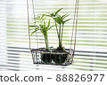 Ornamental plant moss ball table palm nagi 88826977