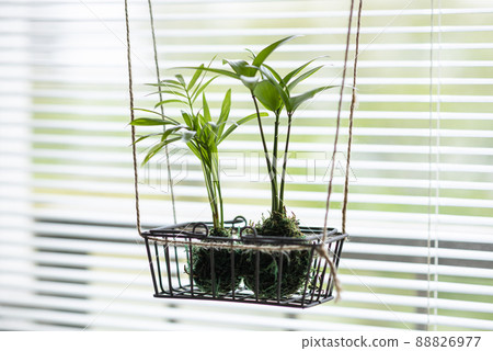 觀賞植物青苔球桌棕櫚鳧 觀賞植物青苔球桌棕櫚鳧 88826977
