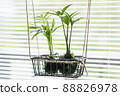 Ornamental plant moss ball table palm nagi 88826978