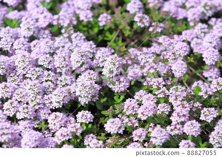 Full bloom time (Garden Thyme) 88827055