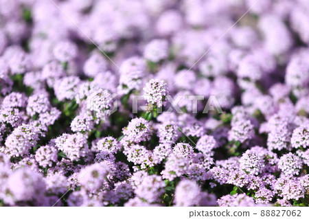 盛開時間(花園百里香) 盛開時間(花園百里香) 88827062