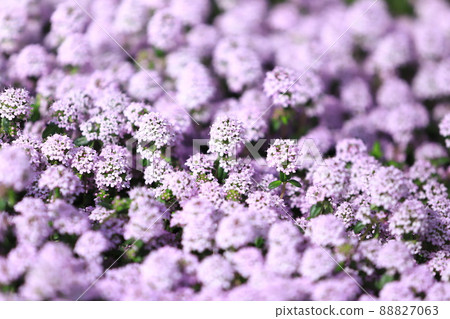 Full bloom time (Garden Thyme) 88827063