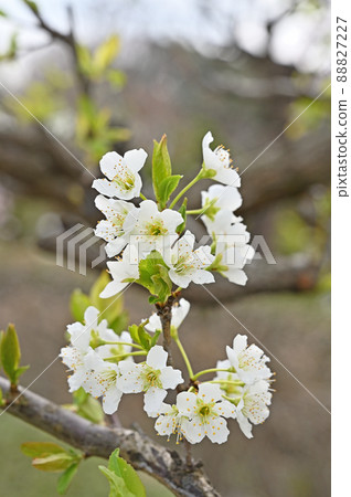 Tree: Rosaceae Tree: Rosaceae 88827227
