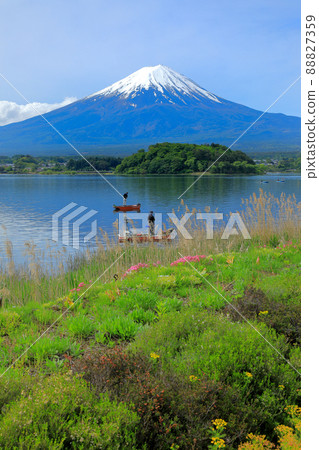 Spring Kawaguchiko Oishi Park [Kawaguchiko] 山梨縣河口湖町 88827359