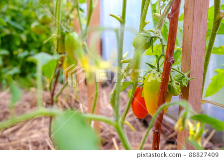 Selective focus on ripe red tomatoes on the branches in the greenhouse. 88827409
