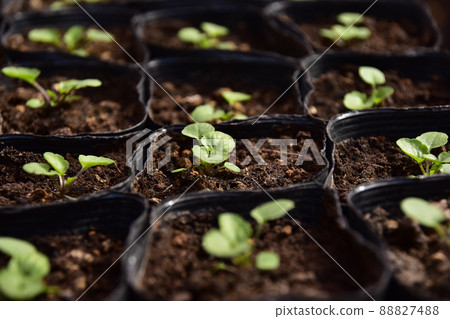 Still small pansy pot seedlings 88827488