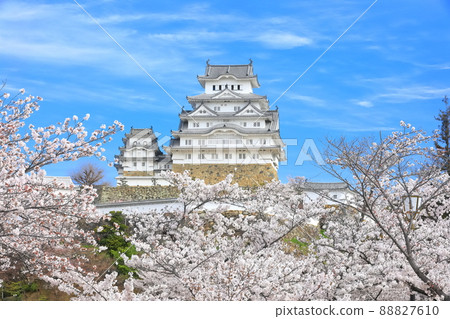 [Hyogo Prefecture] Himeji Castle in fine weather and cherry blossoms in full bloom 88827610