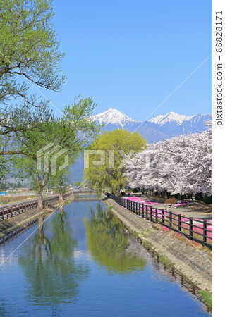 Azumino in spring when cherry blossoms bloom 88828171
