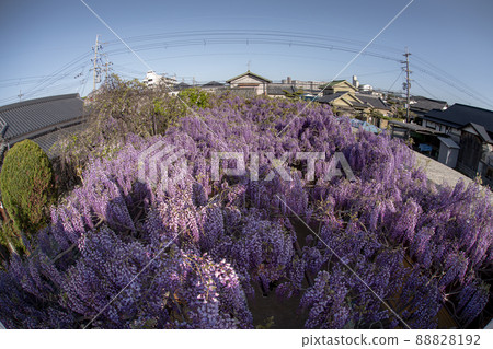 Noda Fuji of Shintatsujuku Noda Fuji of Shintatsujuku 88828192