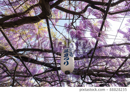 Noda Fuji of Shintatsujuku 88828235
