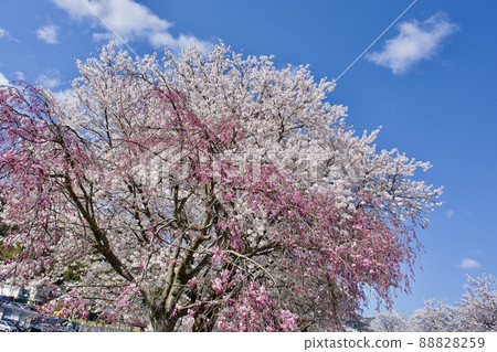 Red weeping cherry blossoms in full bloom and Yoshino cherry tree (Japanese spring image) 88828259