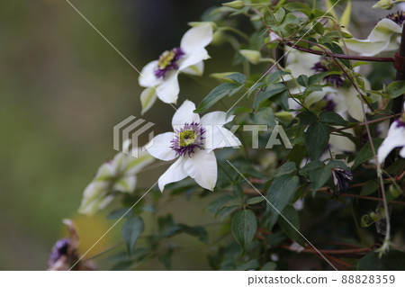 Clematis Clematis 88828359