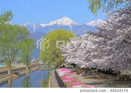 Azumino in spring when cherry blossoms bloom 88828379