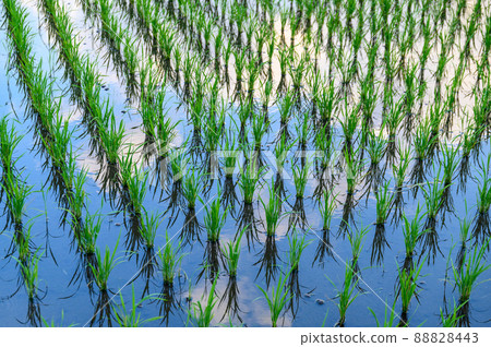 Rice field scenery "Rice planting, rice fields, rice cultivation in Minamiaso Village" Minamiaso Mu r Rice field scenery "Rice planting, rice fields, rice cultivation in Minamiaso Village" Minamiaso Mu r 88828443
