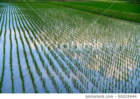 Rice field scenery "Rice planting, rice fields, rice cultivation in Minamiaso Village" Minamiaso Mu r 88828444
