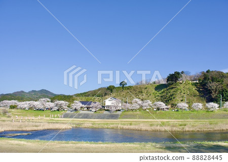 Iinashi River flowing through Gassantoda Castle in the spring after maintenance Iinashi River flowing through Gassantoda Castle in the spring after maintenance 88828445