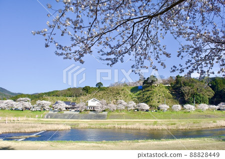 維護後的春天流經月山田城的飯梨川 88828449