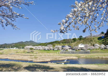 Iinashi River flowing through Gassantoda Castle in the spring after maintenance Iinashi River flowing through Gassantoda Castle in the spring after maintenance 88828452