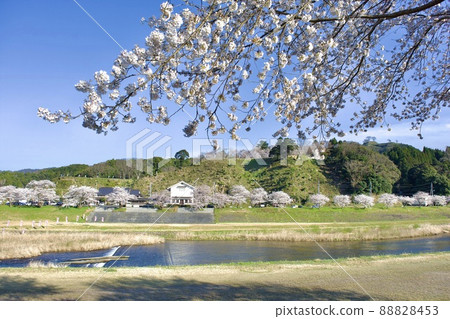 維護後的春天流經月山田城的飯梨川 88828453