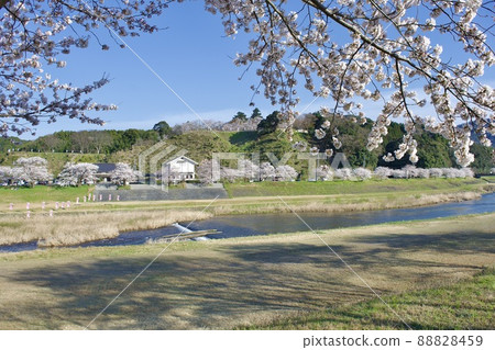維護後的春天流經月山田城的飯梨川 88828459