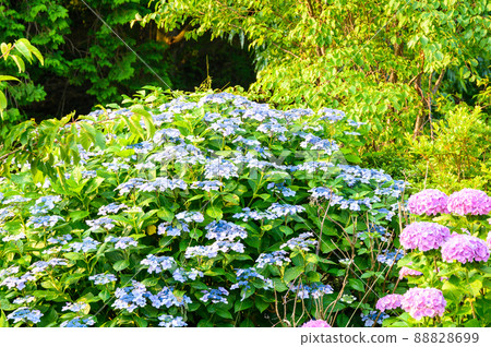 Hydrangea flowers "Hydrangea flowers blooming in the natural countryside" Tateno, Minamiaso Village 88828699