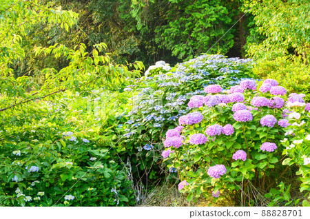 Hydrangea flowers "Hydrangea flowers blooming in the natural countryside" Tateno, Minamiaso Village Hydrangea flowers "Hydrangea flowers blooming in the natural countryside" Tateno, Minamiaso Village 88828701