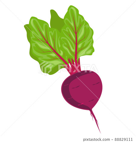 Vegetables beets in bed underground. Harvest and gardening theme. Vector illustration. 88829111