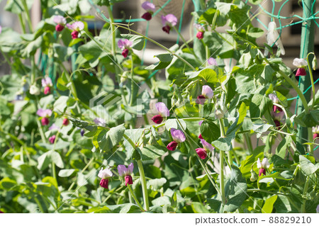 Pea flowers Pea flowers 88829210