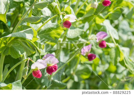 Pea flowers Pea flowers 88829225