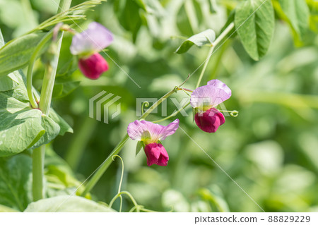 Pea flowers Pea flowers 88829229