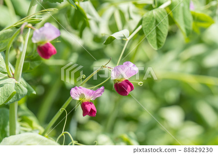 豌豆花 88829230