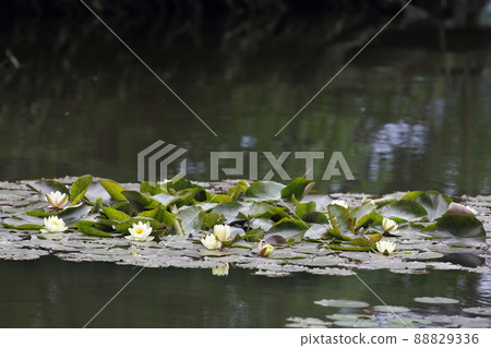 六月北海道大沼公園睡蓮 六月北海道大沼公園睡蓮 88829336