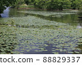 六月 北海道大沼公園 Nuphar japonica 88829337