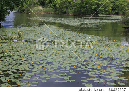 June Hokkaido Onuma Park Nuphar japonica June Hokkaido Onuma Park Nuphar japonica 88829337