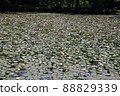 六月北海道大沼公園睡蓮 88829339