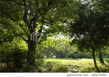 東京都目黑區西鄉山公園青葉台 東京都目黑區西鄉山公園青葉台 88829460