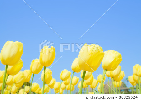 Yellow tulips in full bloom in the blue sky 88829524