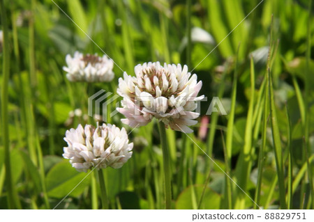 White clover White clover 88829751