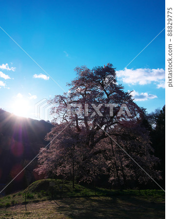 One cherry tree-Akiyama's piece cherry tree shining in the morning sun (2020) 88829775