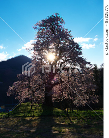 One cherry tree-Akiyama's piece cherry tree shining in the morning sun (2020) 88829776