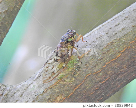 Tanna japonensis (female) Tanna japonensis (female) 88829948