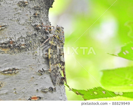 Nainiismy which stops on a tree Nainiismy which stops on a tree 88829949