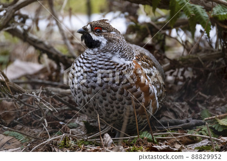 Hazel Grouse Ezo Raicho Hokkaido Tomakomai Research Forest Hazel Grouse Ezo Raicho Hokkaido Tomakomai Research Forest 88829952