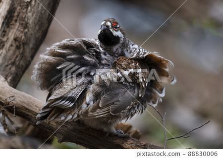 Hazel Grouse Ezo Raicho 北海道苫小牧研究森林 88830006