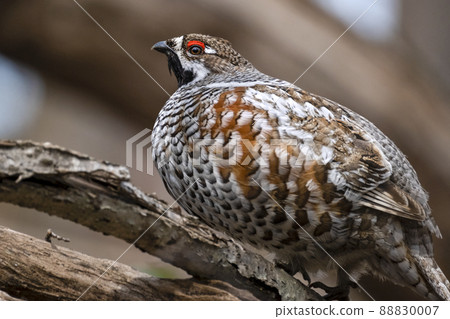 Hazel Grouse Ezo Raicho 北海道苫小牧研究森林 88830007