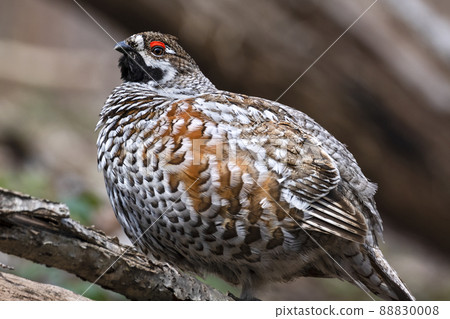 Hazel Grouse Ezo Raicho 北海道苫小牧研究森林 88830008