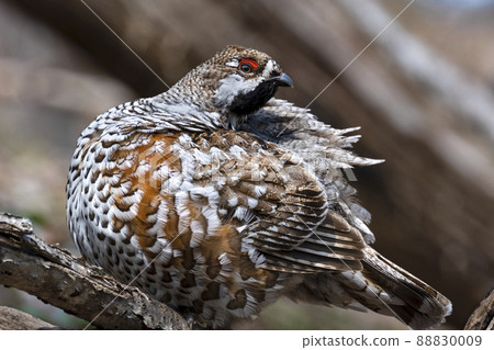 Hazel Grouse Ezo Raicho Hokkaido Tomakomai Research Forest 88830009