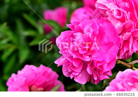 Ofuna Flower Center Peony Garden Ofuna Flower Center Peony Garden 88830228